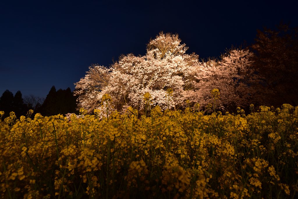 一心行の大桜ライトアップ
