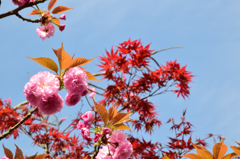 一心寺の桜③