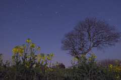 菜の花と星空②