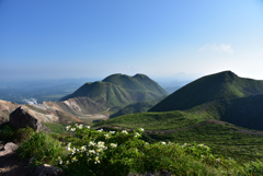 くじゅう連山のやまあじさい②