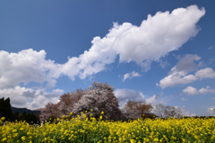 一心行の大桜②