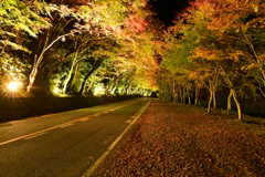 紅葉の夜道