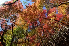 くじゅう連山～紅葉巡りⅢ～