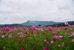 三光コスモス園①
