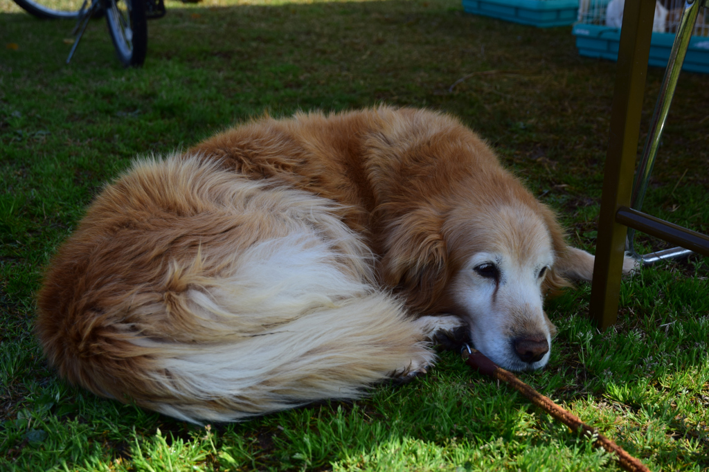 今日は暑いワン