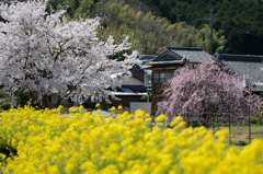 桜と梅と菜の花