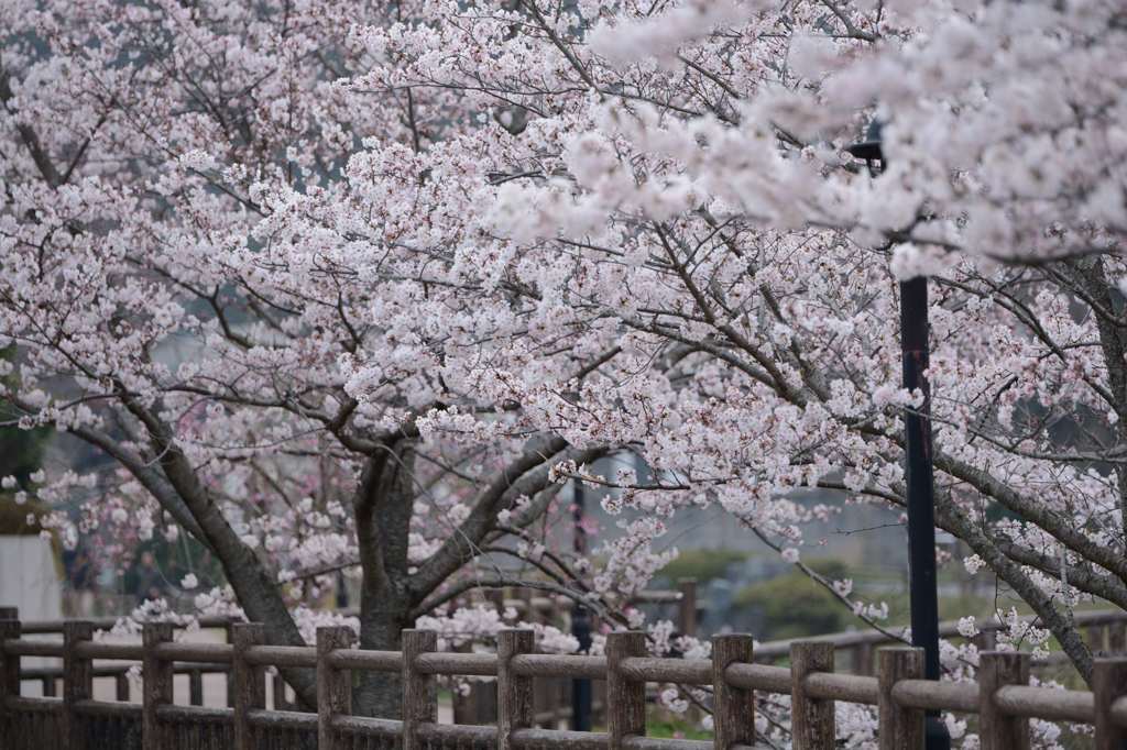 桜