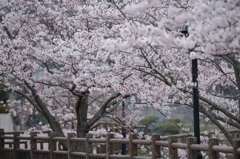 桜