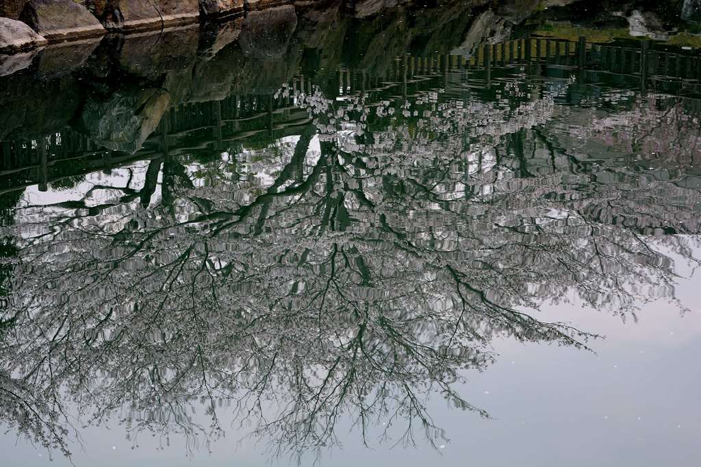水面桜