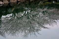 水面桜