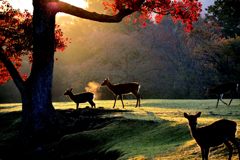 紅葉と鹿