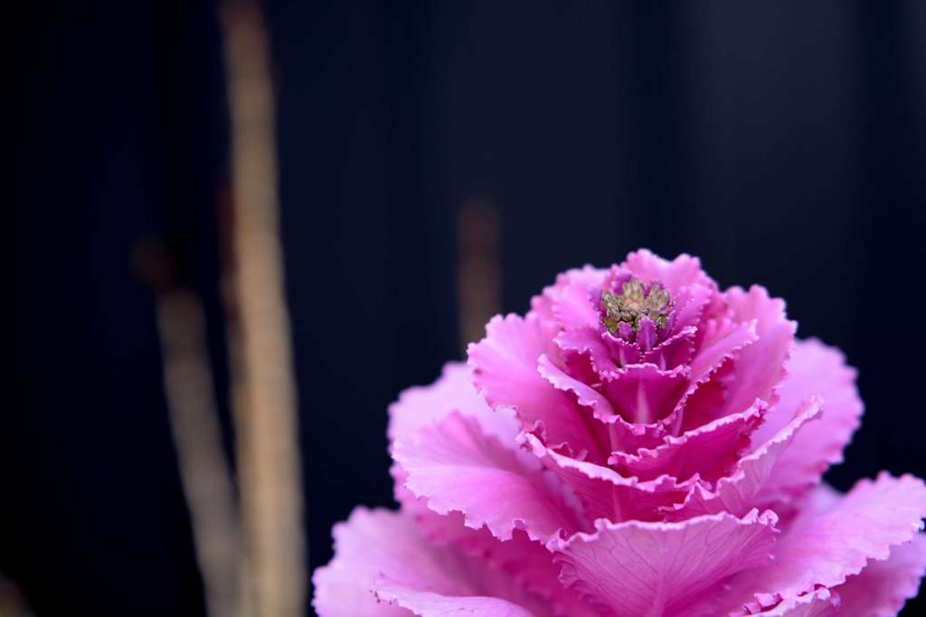 DSC_2198_01