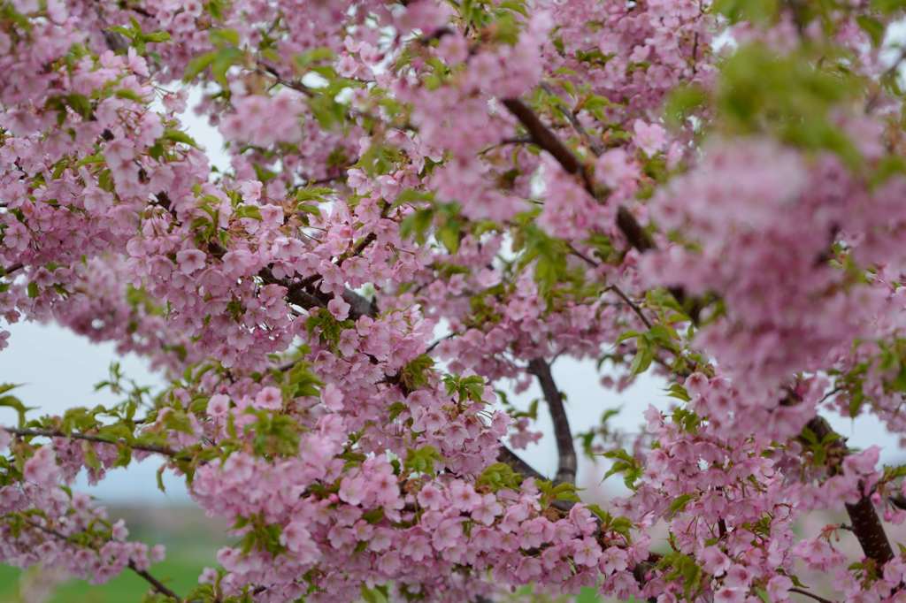 河津桜