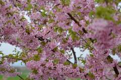 河津桜