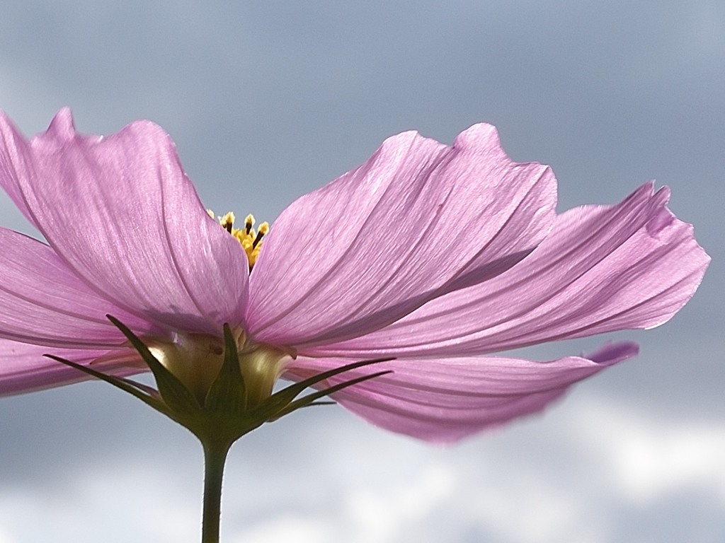 秋桜