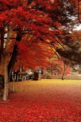 紅葉