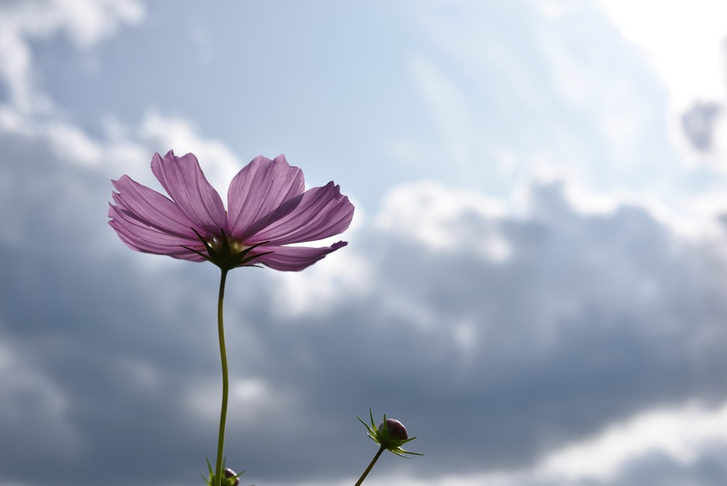 秋桜