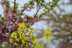 河津桜と菜の花