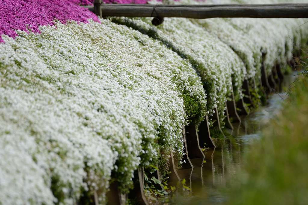 芝桜