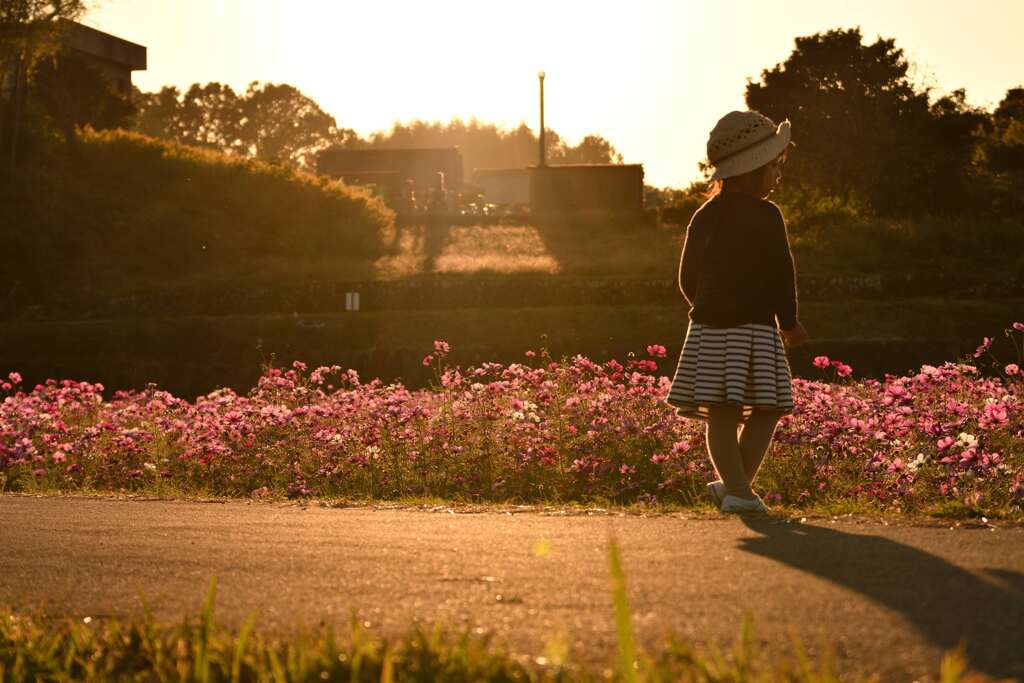 夕焼けのコスモス畑