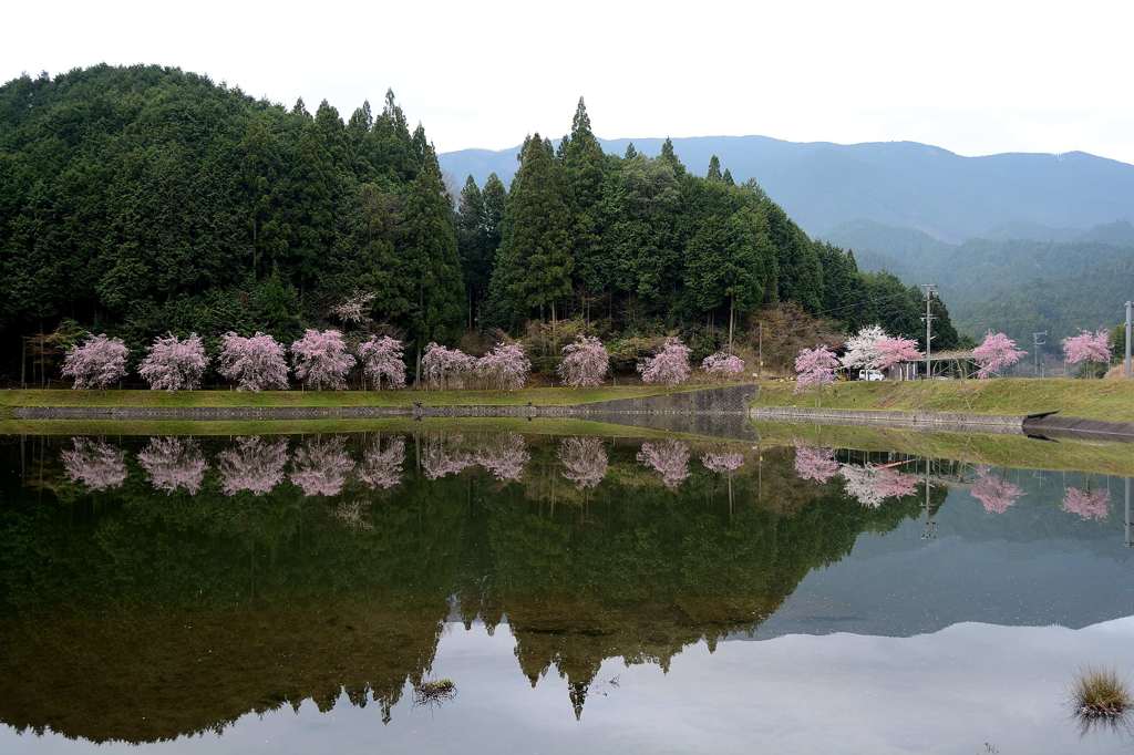 桜