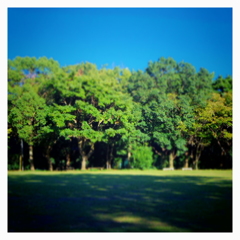 forest