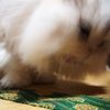 荒ぶるモモ