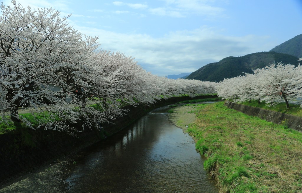 春のぬくもり桜”