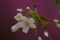 艶やか桜”