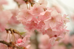 ふんわり桜