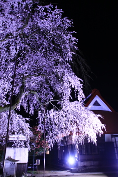 夜桜