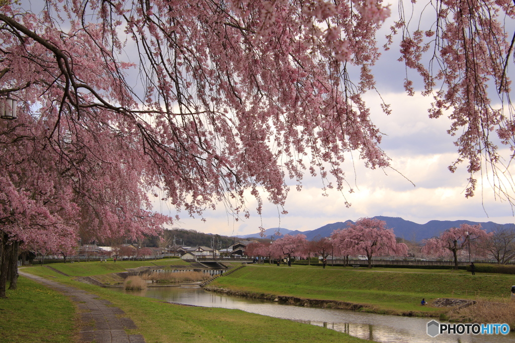 春のしだれ桜