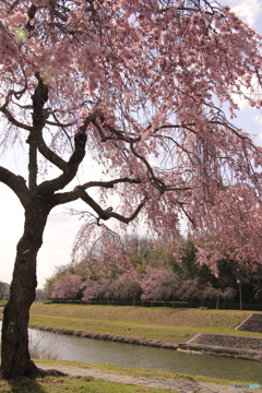 しだれ桜