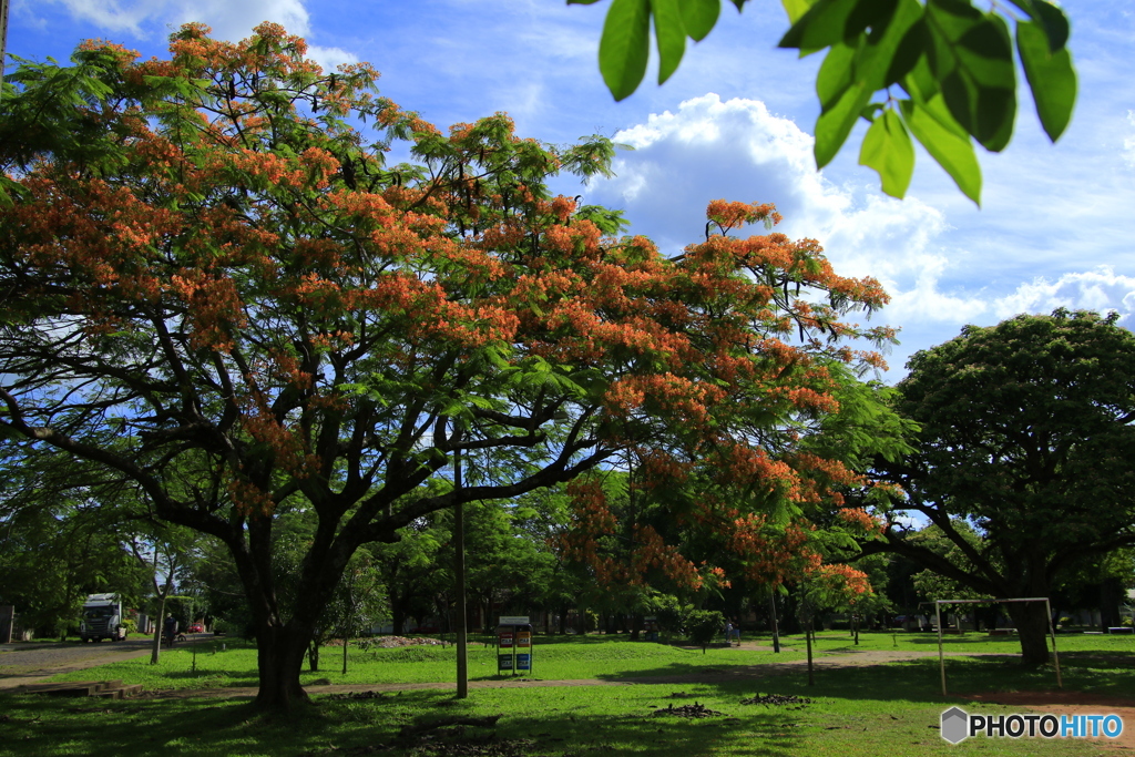 公園で散歩