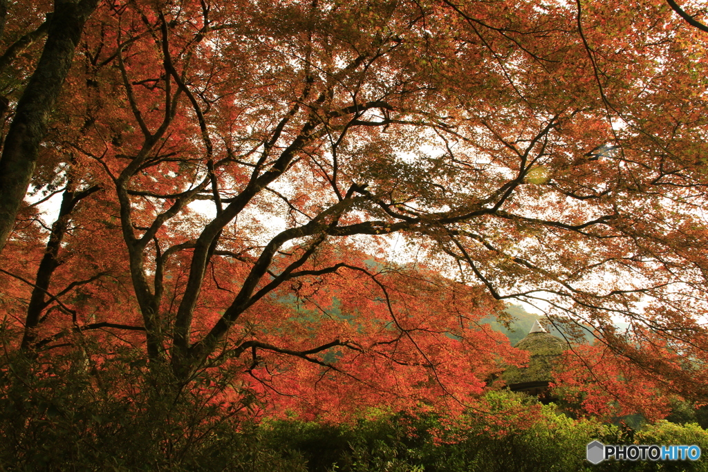 見上げて紅葉