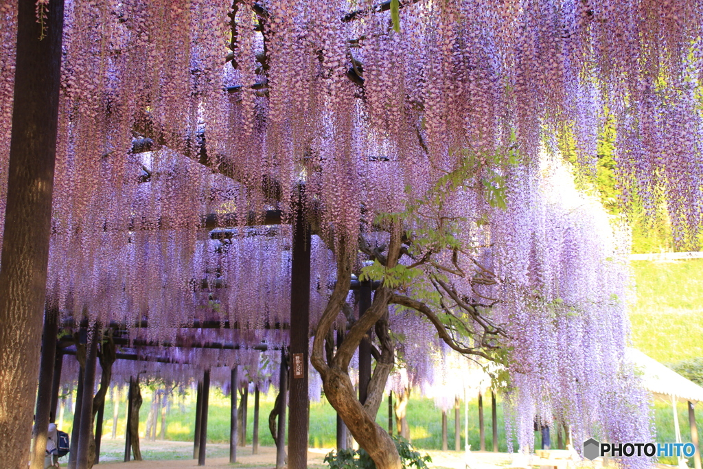 藤花