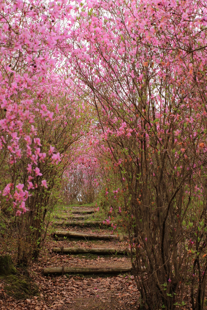 花のトンネル