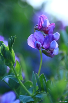 雑草花