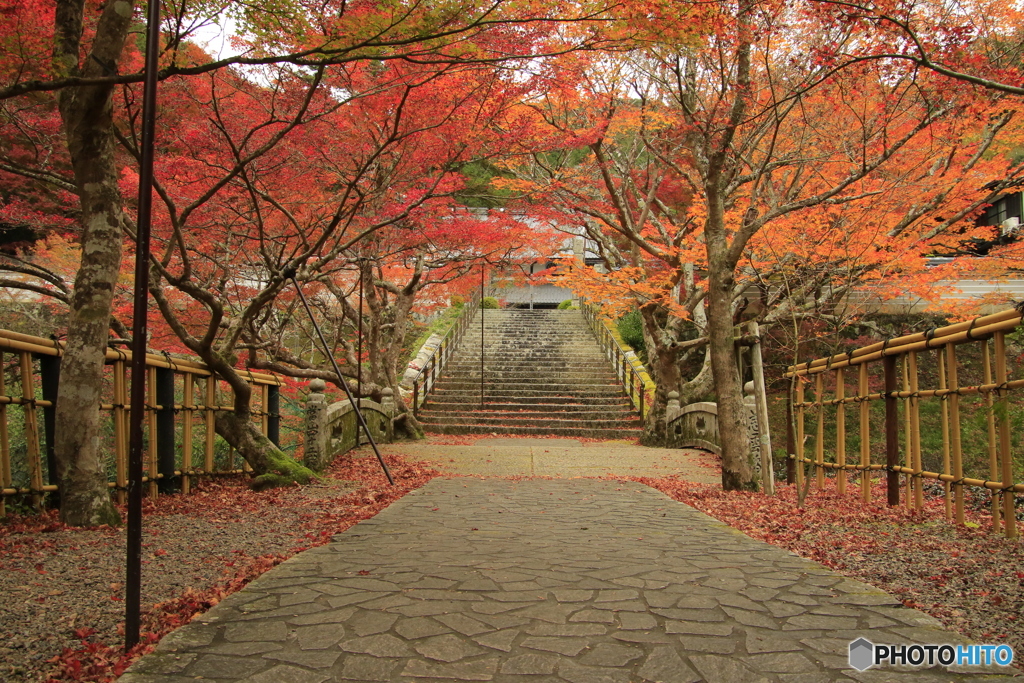 紅葉並木