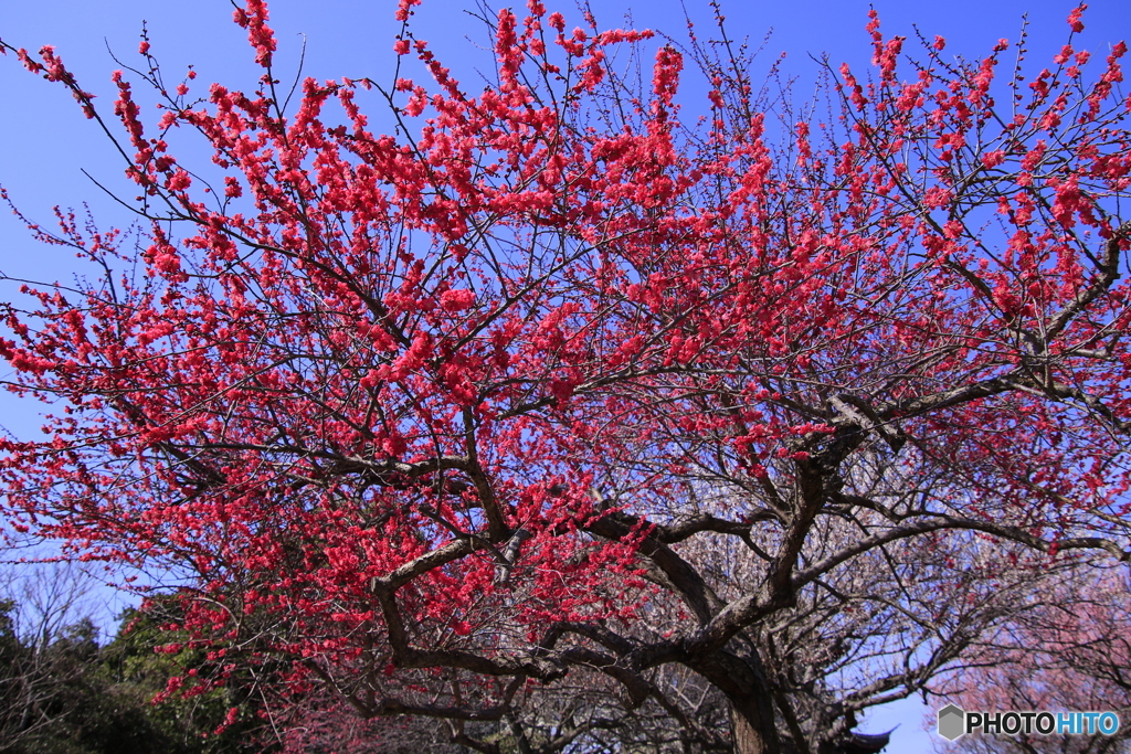 春の赤梅花