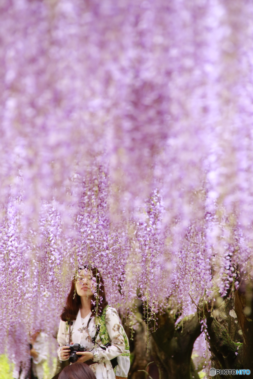 藤の雨