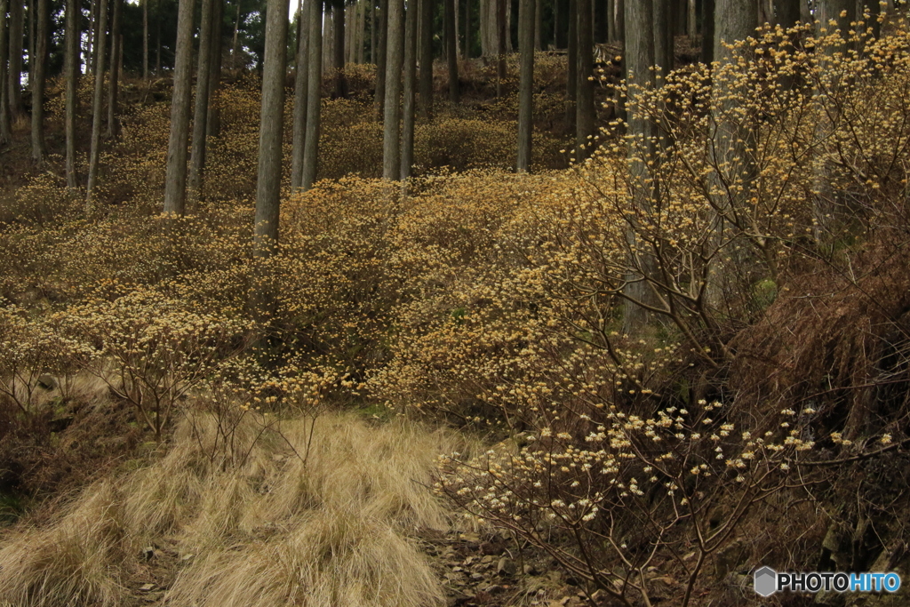 ミツマタの山