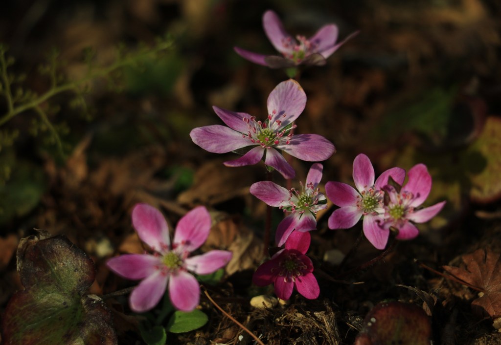 春の日向ぼっこ