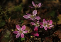 春の日向ぼっこ