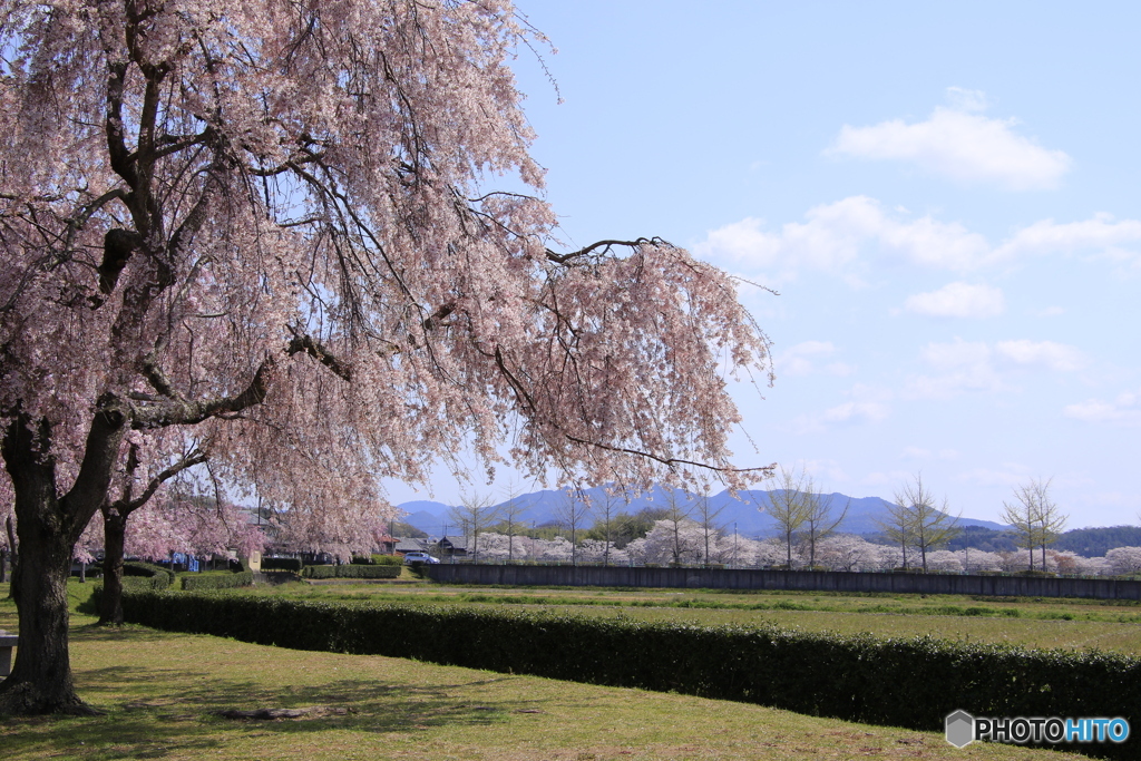 しだれ桜