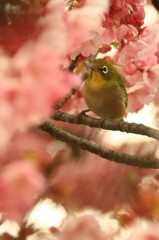 サクラダ❢❢
