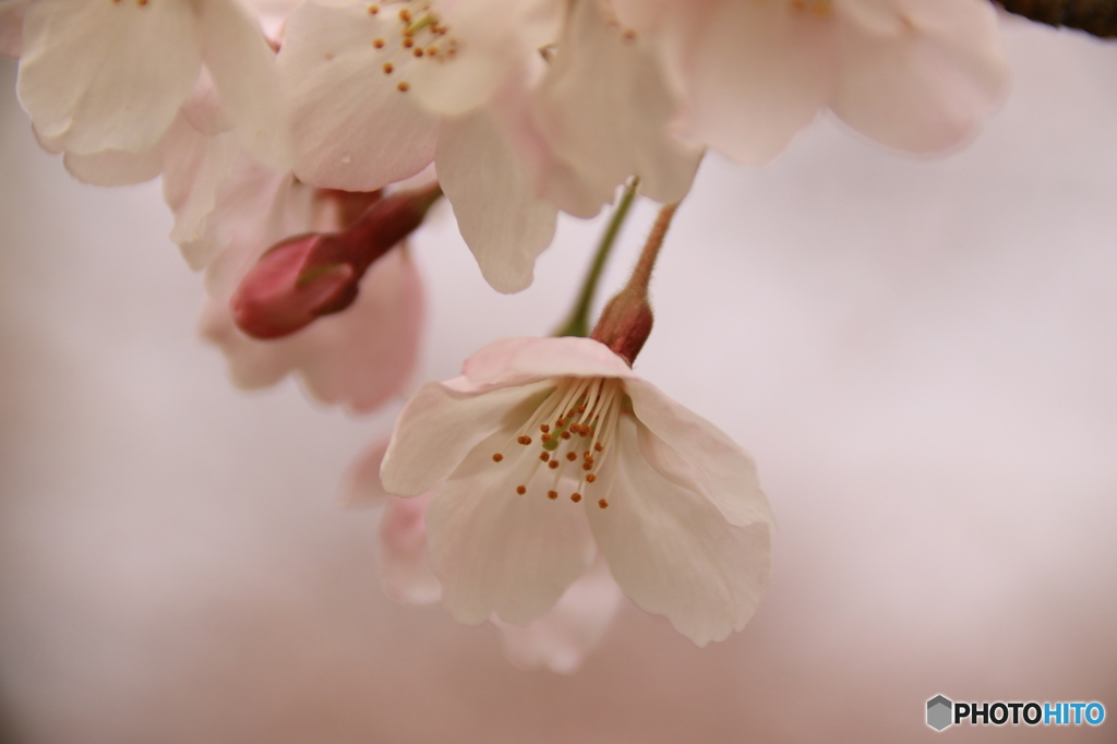きれいだね❢桜