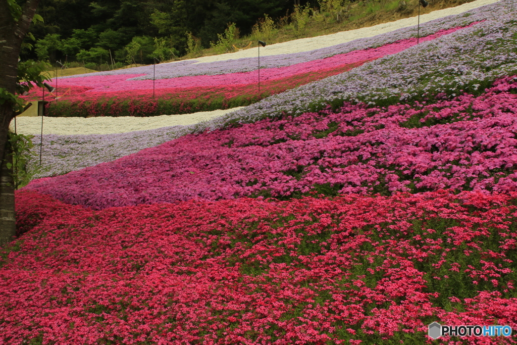 芝さくらⅢ