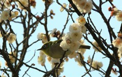 いい香り2