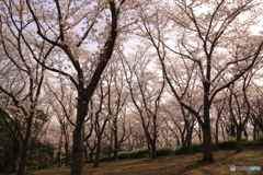 桜の森